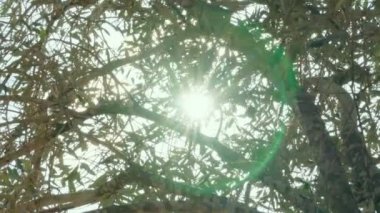  Zeytin ağacı fidanlığı