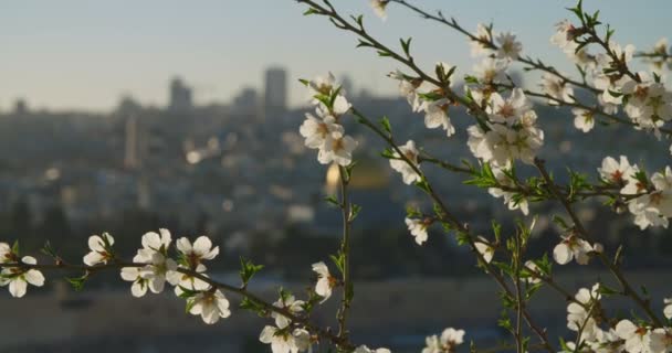 Klippdomen i Tempelberget i Jerusalem, Israel. — Stockvideo