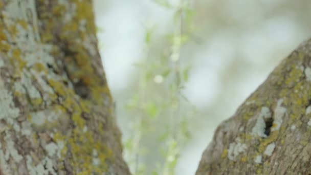 オリーブの木の幹 — ストック動画