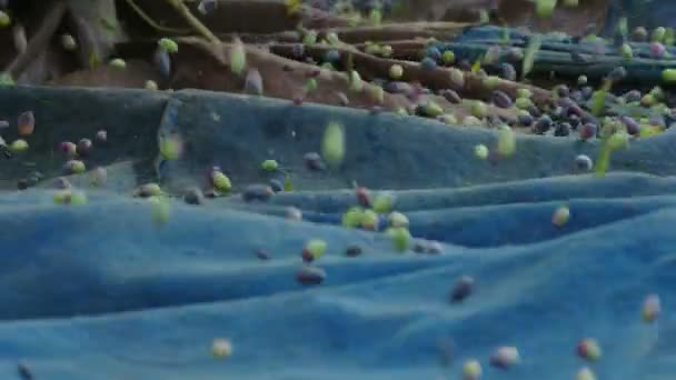Azeitonas durante uma colheita de azeitonas — Vídeo de Stock