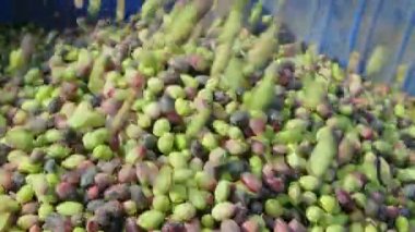 Zeytin zeytin hasat sırasında