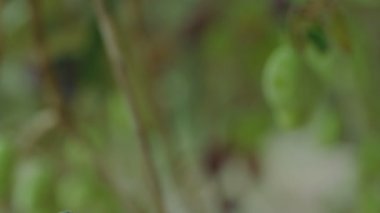 Bir zeytin ağacı üzerinde yeşil zeytin