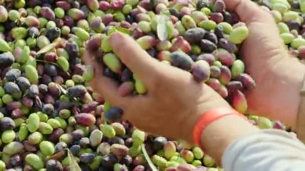 Фермер держит оливки в руках — стоковое видео