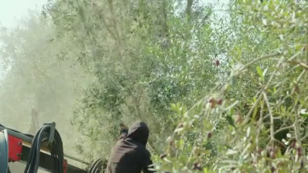 Фермер собирает оливки — стоковое видео