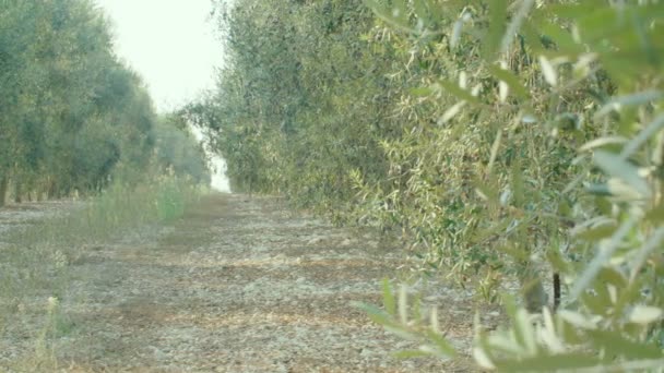 Plantación de olivos — Vídeo de stock