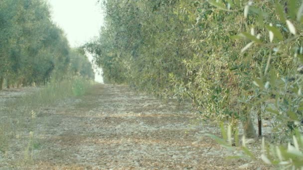 Plantación de olivos — Vídeo de stock