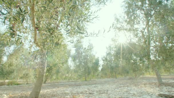 Olive tree plantation — Stock Video