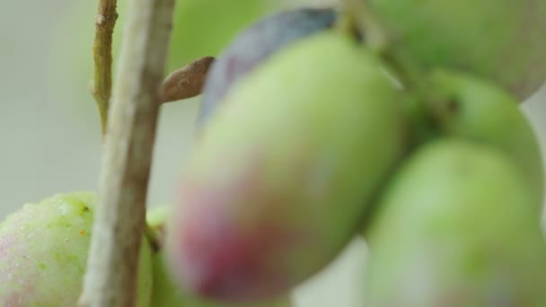 Зеленые маслины на оливковом дереве — стоковое видео