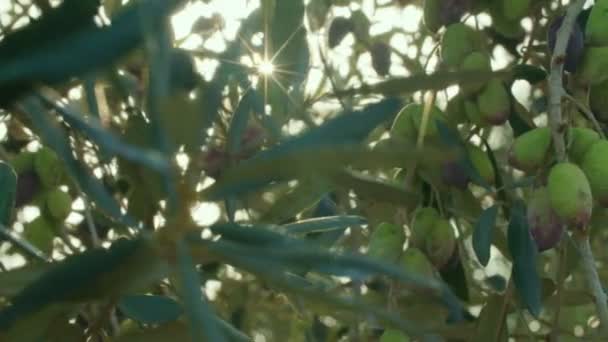 Зеленые маслины на оливковом дереве — стоковое видео