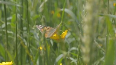 Sarı bir çiçekte kelebek