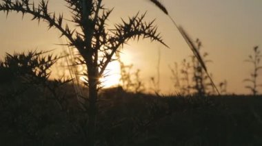 Thistle gün batımına karşı