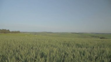 Yeşil buğday tarlası