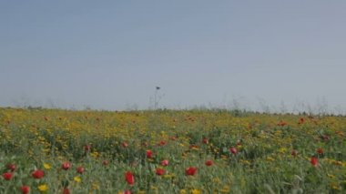 Kırmızı ve sarı çiçek alan