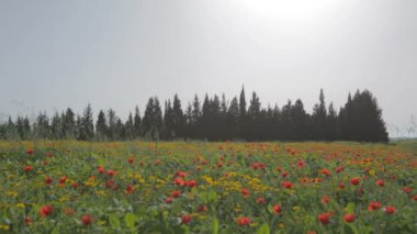 Kırmızı ve sarı çiçek alan