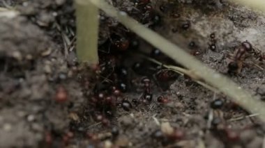 Makro çekim yürüyen karıncalar