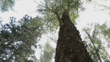 düşük nagle izleme atış bir orman