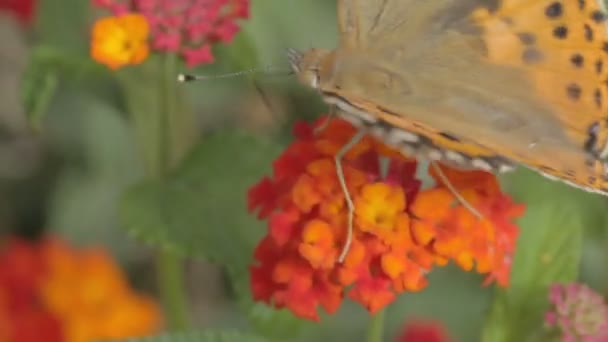 Motyl pije nektar z kwiatów — Wideo stockowe