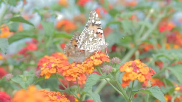 Butterfly dricka nektar från en blomma — Stockvideo