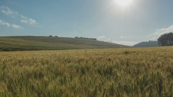 Tijd lapse schot van wolken boven een gouden tarweveld — Stockvideo