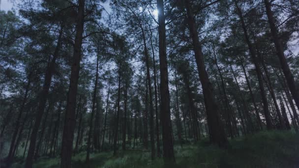 Nacht tijd vervallen schot van de maan over een forest — Stockvideo