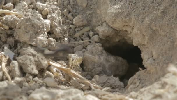 Karıncalar yuva içinde çalışma — Stok video