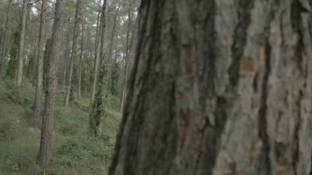 Tracking shot de un bosque de pinos — Vídeos de Stock