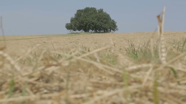 Roble en un campo — Vídeo de stock