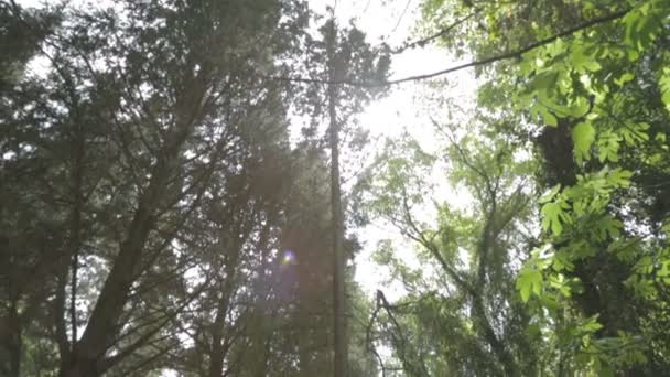 Captura de ángulo bajo de un bosque verde — Vídeos de Stock