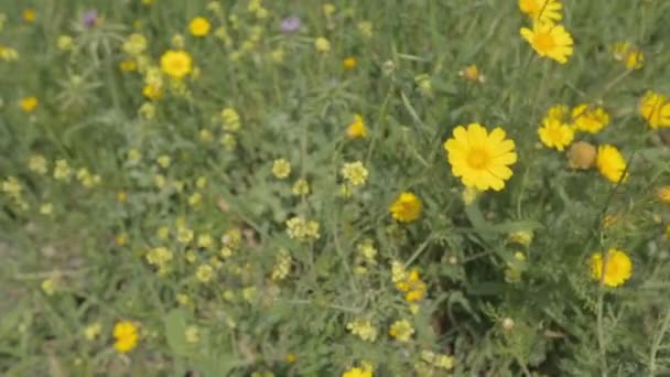 Gule blomster i solen – stockvideo