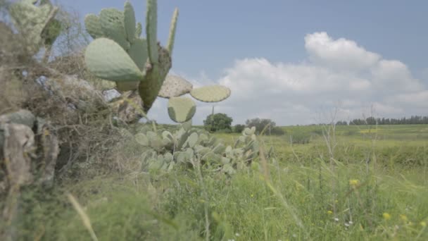 Uma planta de cacto com paisagem no fundo — Vídeo de Stock