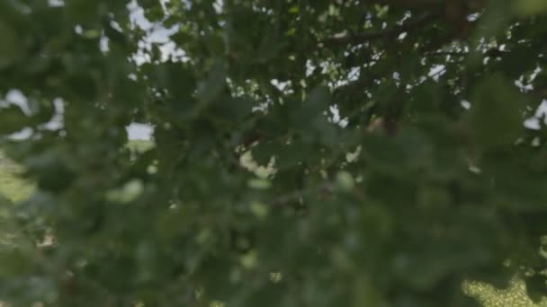 Manzara bir ağaçtan izleme kurşun yarası — Stok video