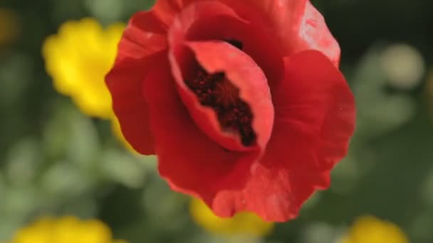 Close-up shot van een rode papaver bloem — Stockvideo