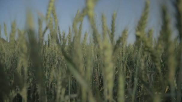 Puxe o tiro de um campo de trigo verde — Vídeo de Stock