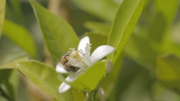 Abeja miel bebiendo néctar de un árbol cítrico — Vídeos de Stock