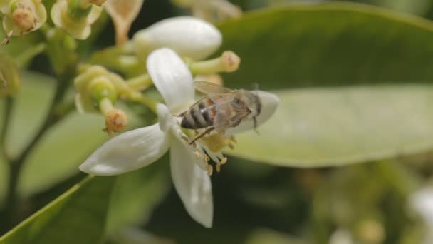 Abeja miel bebiendo néctar de un árbol cítrico — Vídeo de stock