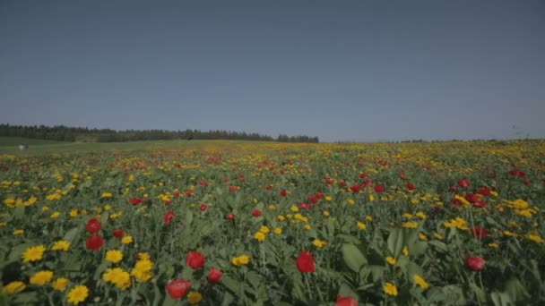 Un campo de flores rojas y amarillas — Vídeo de stock