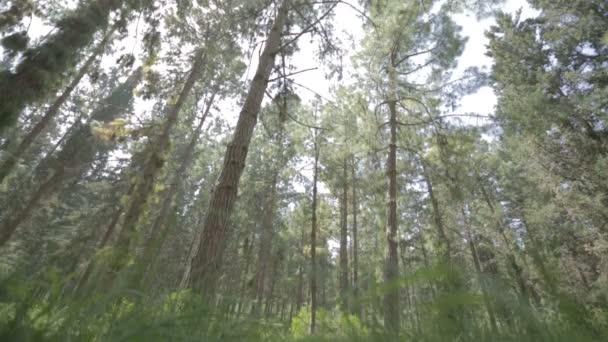 Низкоугольный выстрел соснового леса — стоковое видео
