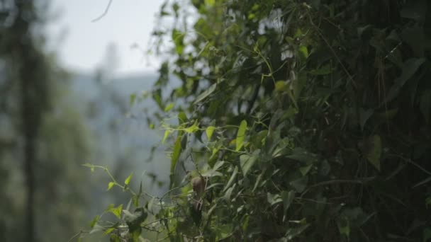 plan de suivi des collines forestières vertes 
