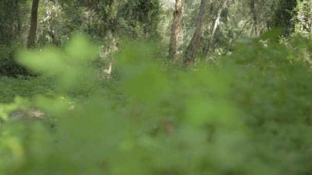 Tracking shot de un bosque verde — Vídeo de stock