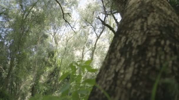 Tracking shot av en grön skog — Stockvideo