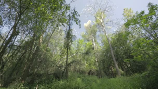 Árboles en un bosque — Vídeo de stock