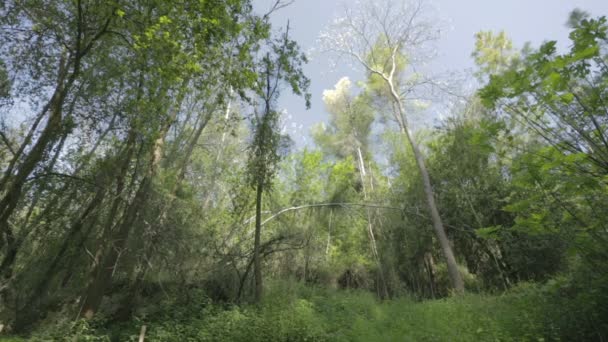 Bomen in een bos — Stockvideo