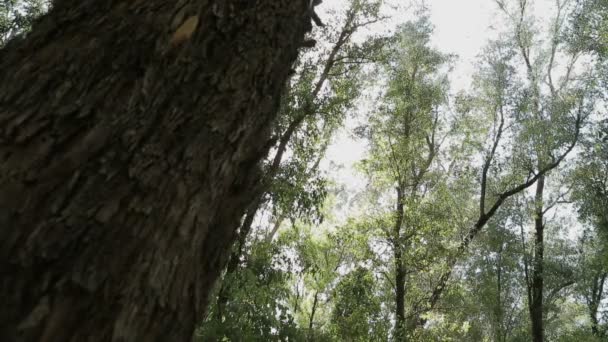 Tracking shot de un bosque — Vídeo de stock