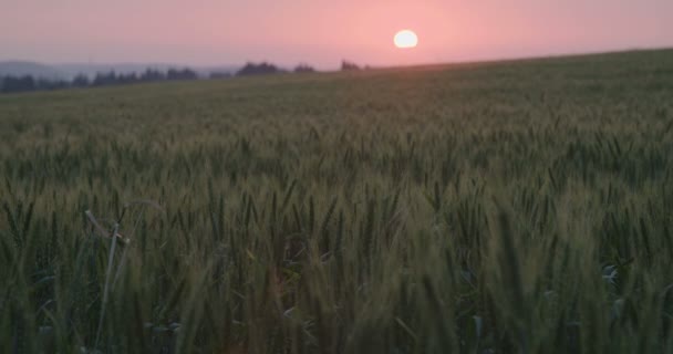 Маленькая девочка, играющая на пшеничном поле на закате — стоковое видео