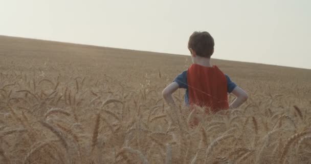 Young Boy Superman Cape Standing Golden Wheat Field Sunset Raising — Stock Video