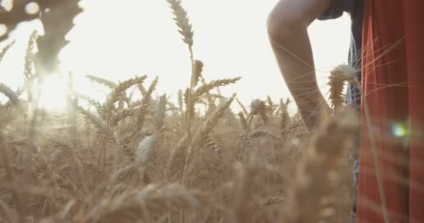 Jongen Met Een Superman Cape Staan Een Gouden Tarweveld Tijdens — Stockvideo