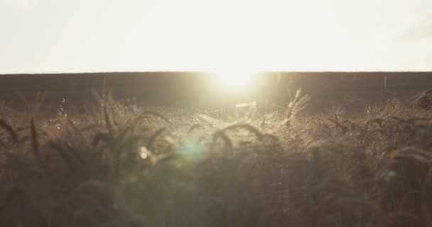 Menino e menina de pé em um campo durante o pôr do sol e abraçando uns aos outros — Vídeo de Stock