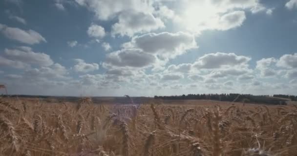 Tid förflutit av moln över ett gyllene vete fält — Stockvideo