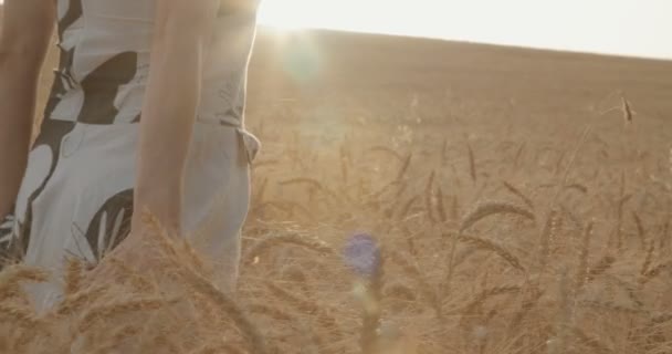 Donna che cammina in un campo di grano dorato durante il tramonto — Video Stock