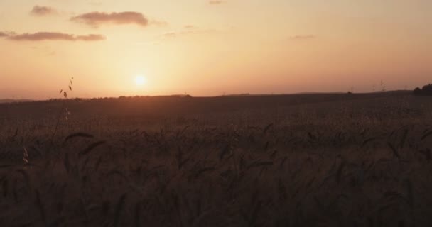 Niño Con Una Capa Superman Corriendo Campo Atardecer — Vídeos de Stock